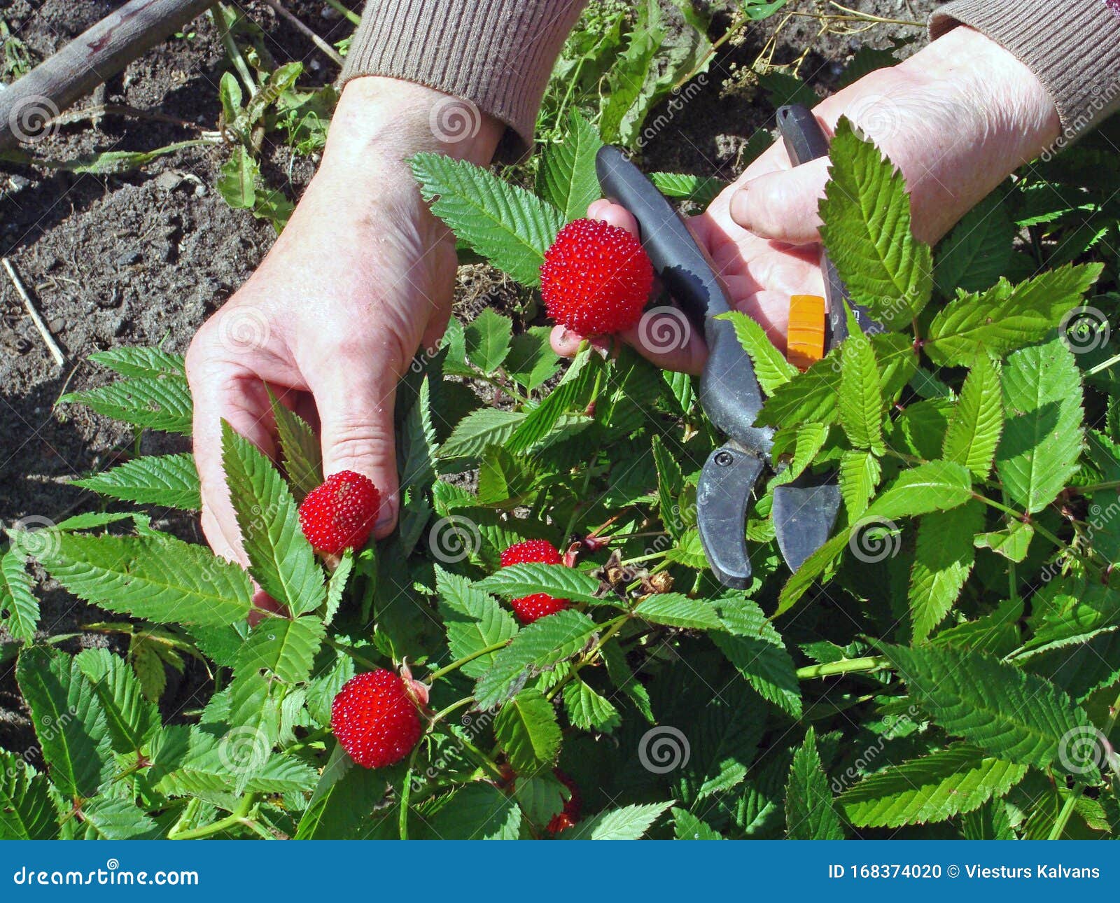 Гибрид ягоды стоковое фото. изображение насчитывающей поленика - 168374020