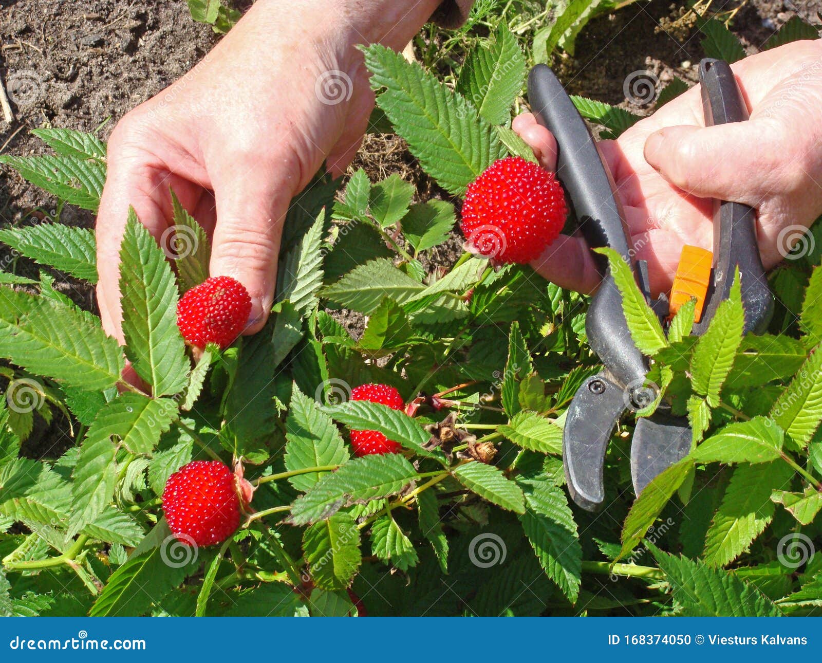 Гибрид 2 ягоды стоковое фото. изображение насчитывающей клубника - 168374050