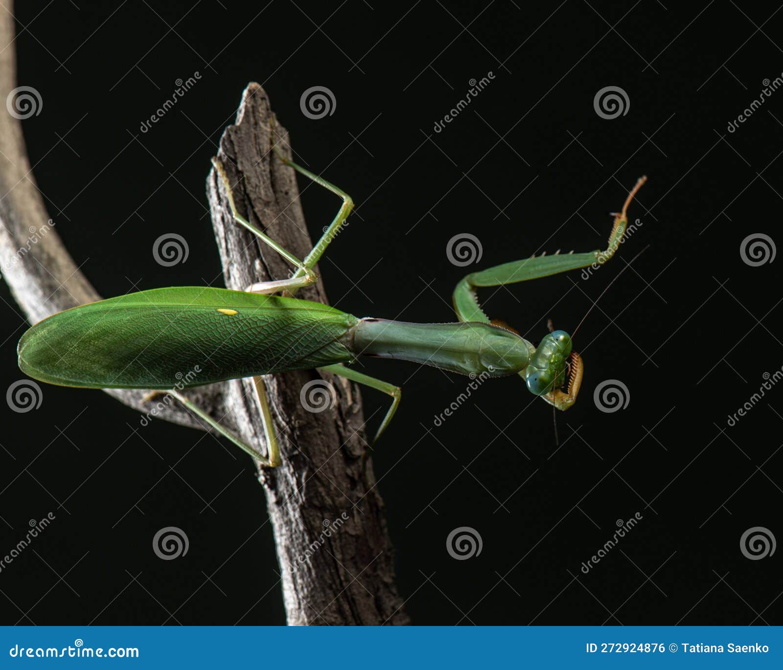гигантский зелёный богол. хищные насекомые в студии закрываются. индийский  молящийся богомоль моет свою конечность Стоковое Фото - изображение  насчитывающей взорвать, природа: 272924876