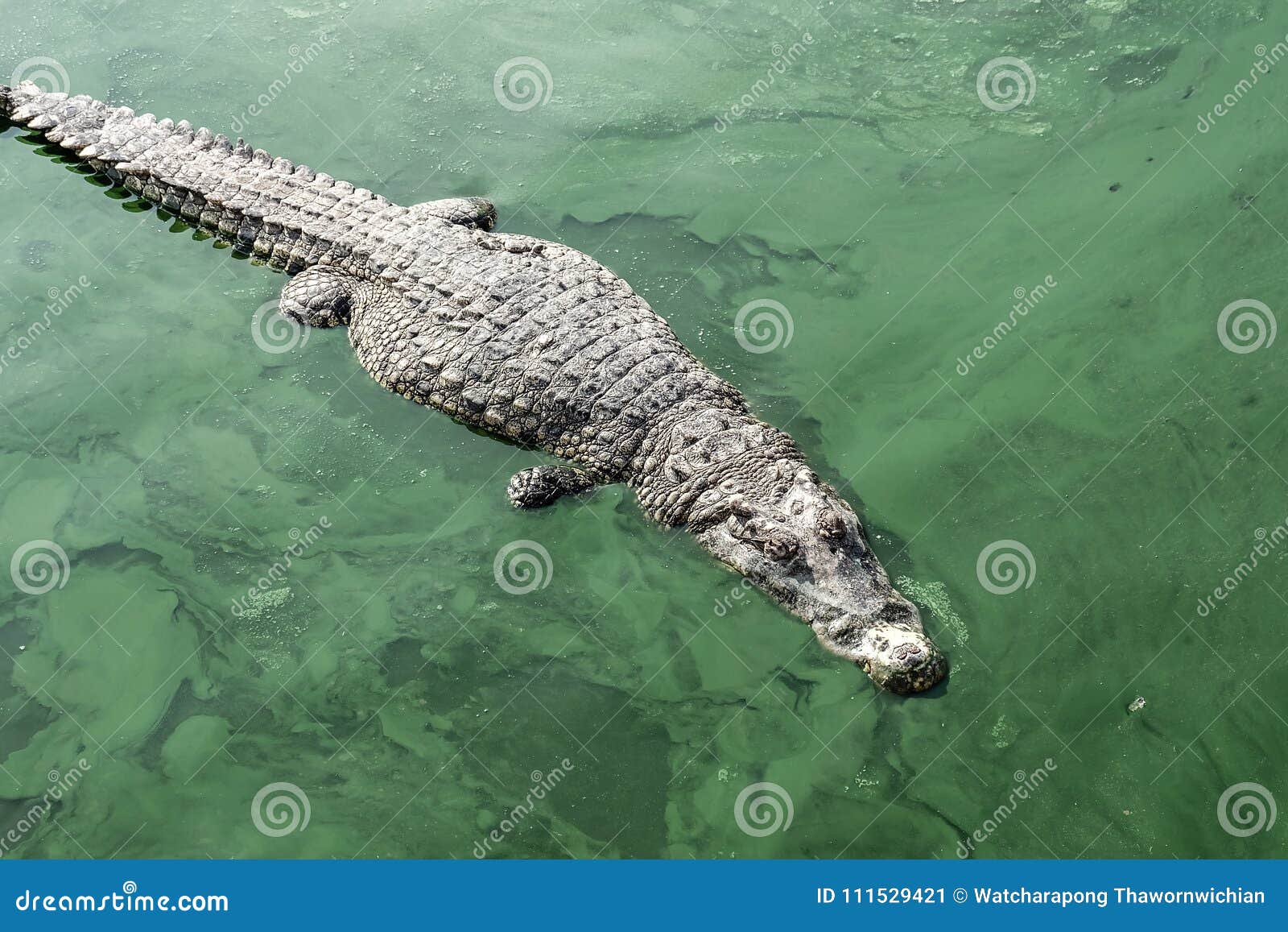 Крокодил в воде