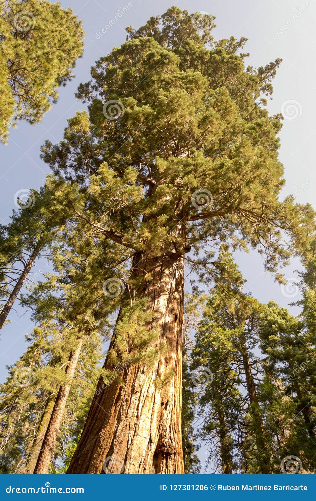 Фото Самых Больших Деревьев