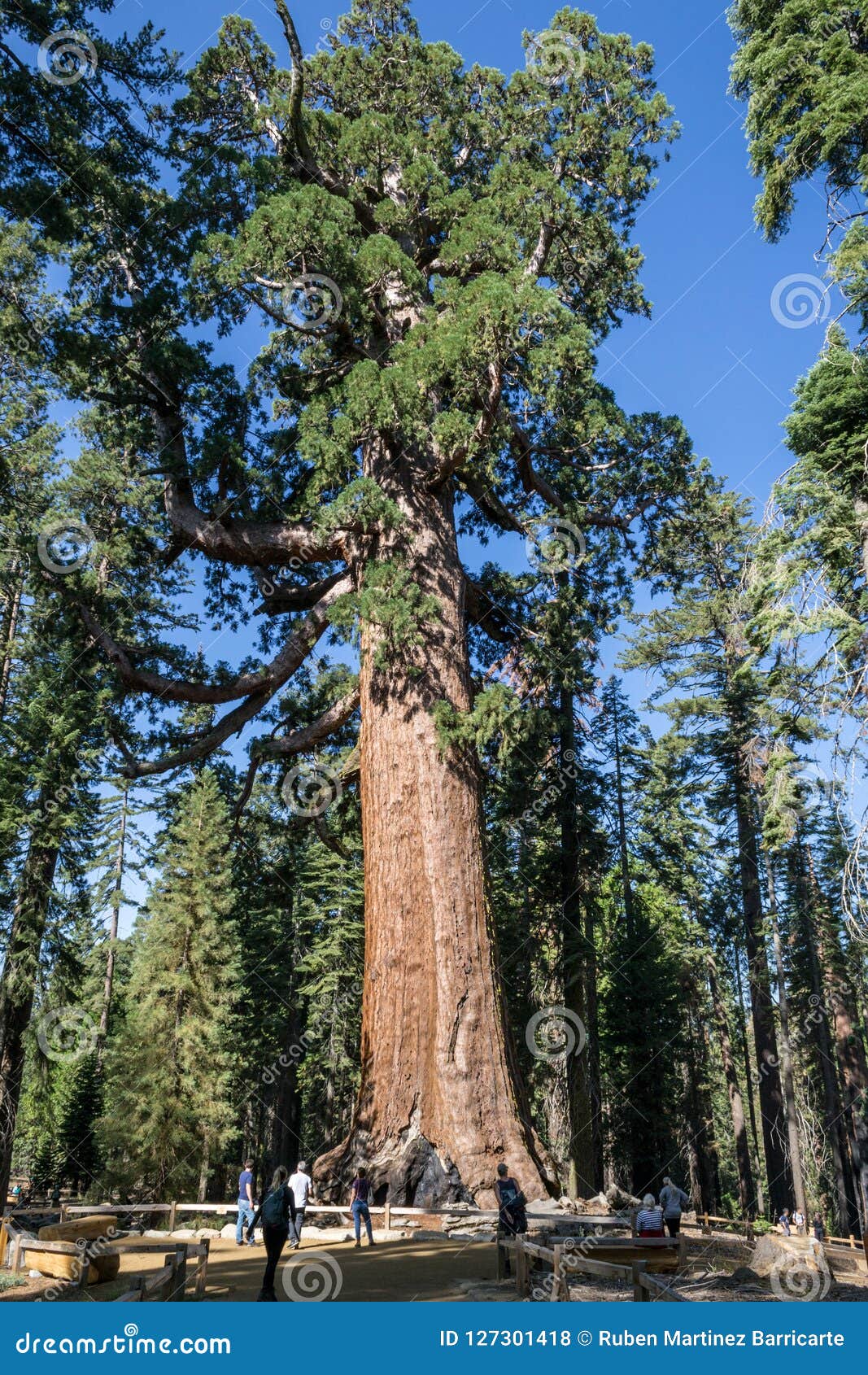 Фото Самых Больших Деревьев