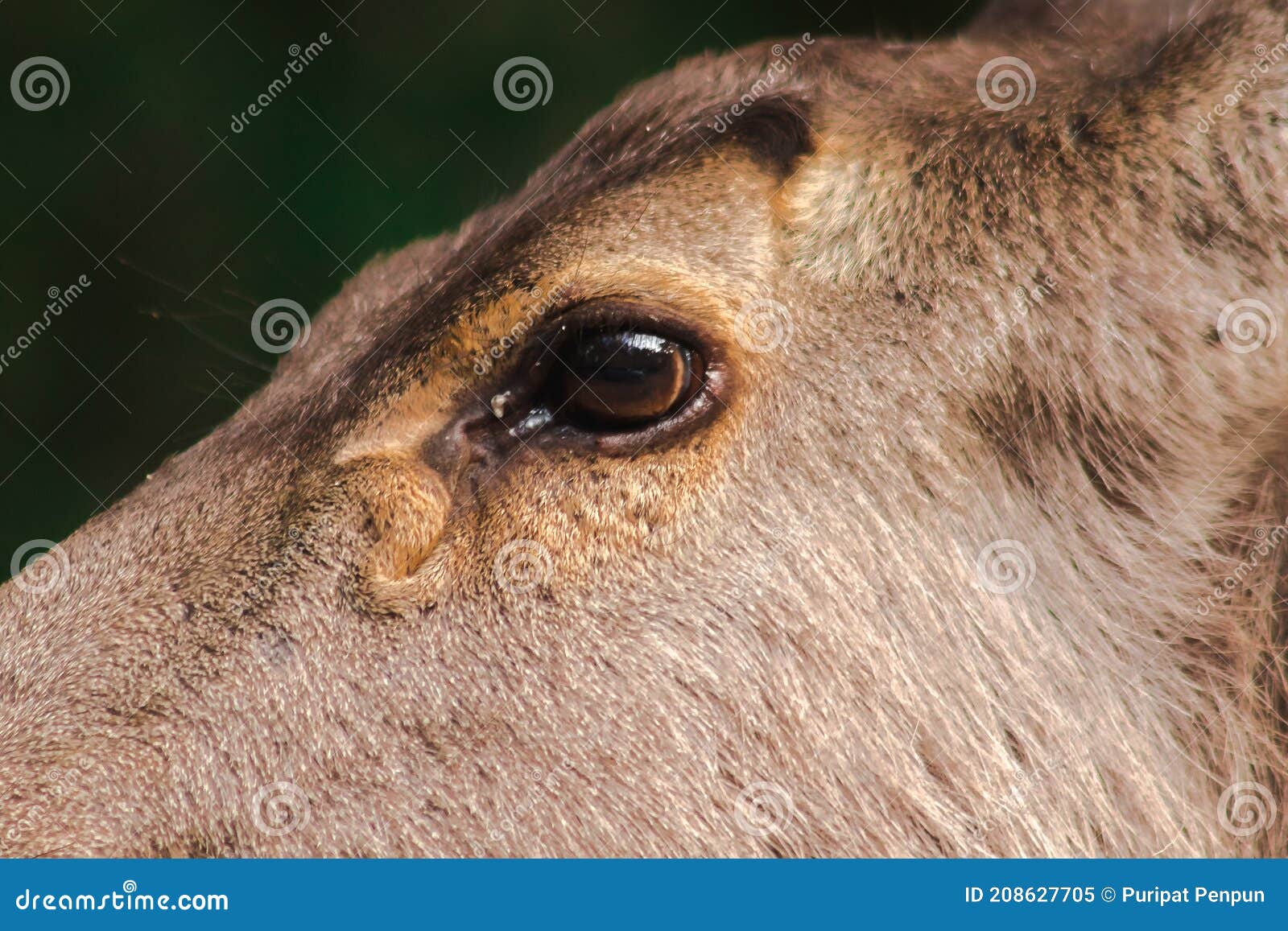 Оленьи глаза у человека это как выглядит Free Images : nature, forest, animal, wildlife, brown, fauna, close up, nose, wh
