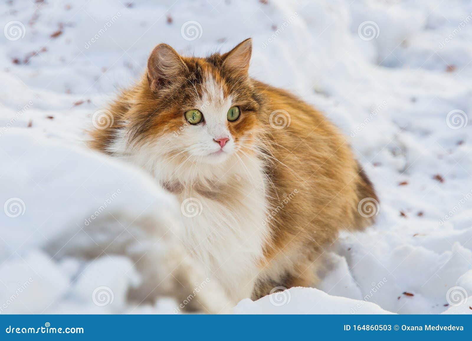Голодная красивая пушистая сибирская кошка сидит зимой на снегу зимой кошки  смолкают Копировать пространство Стоковое Изображение - изображение  насчитывающей уши, покинули: 164860503