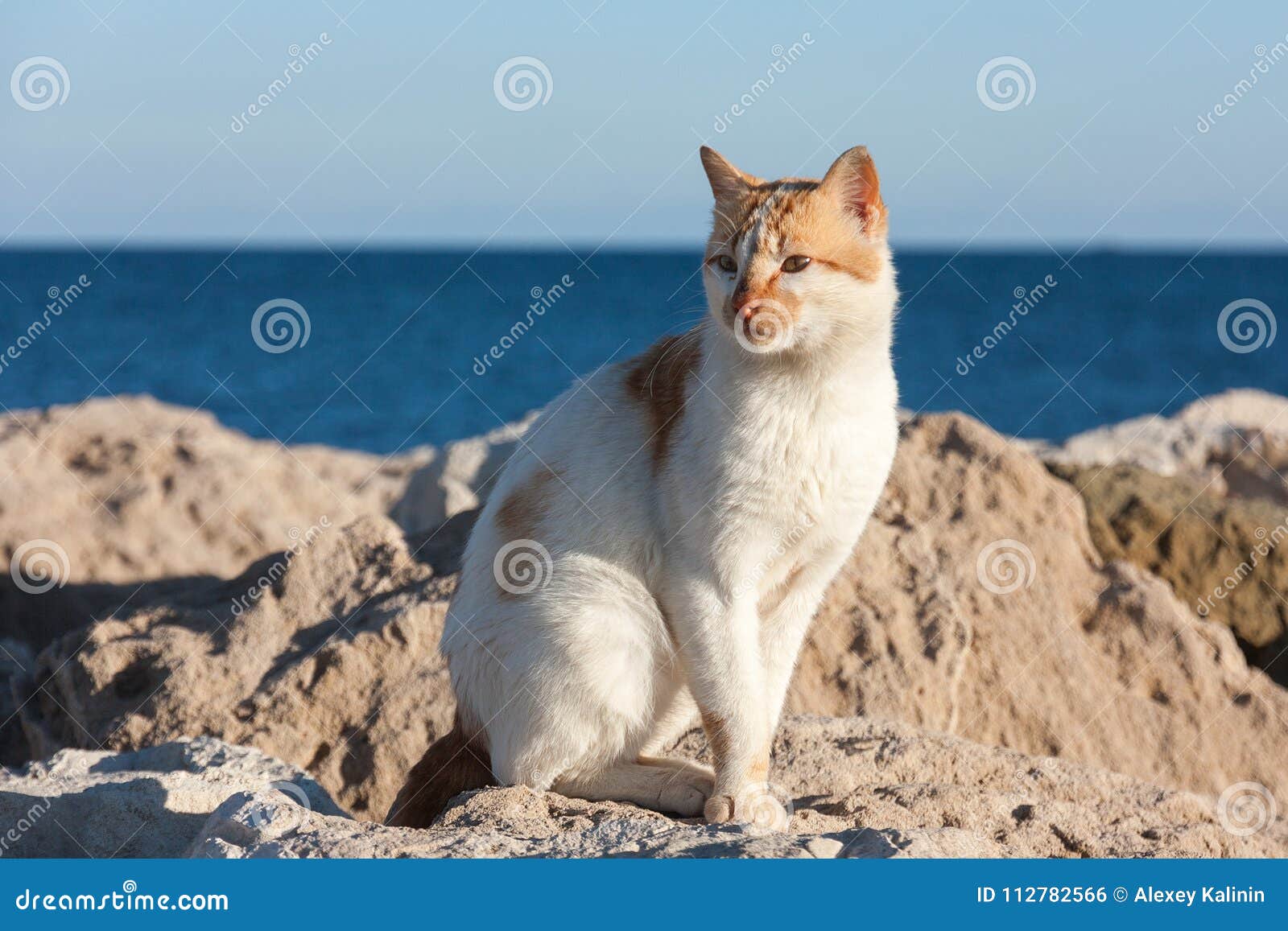 Голодный Кот Ждать На Камне Около Моря Для Рыбацких Лодок Для Того.