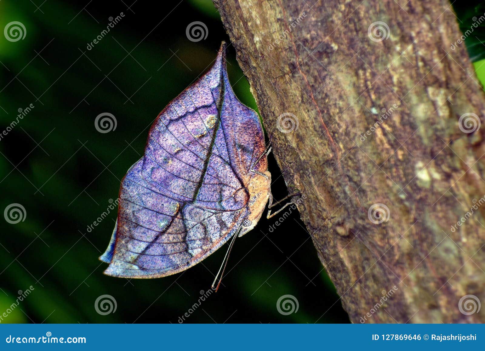 Бабочка Лист Фото