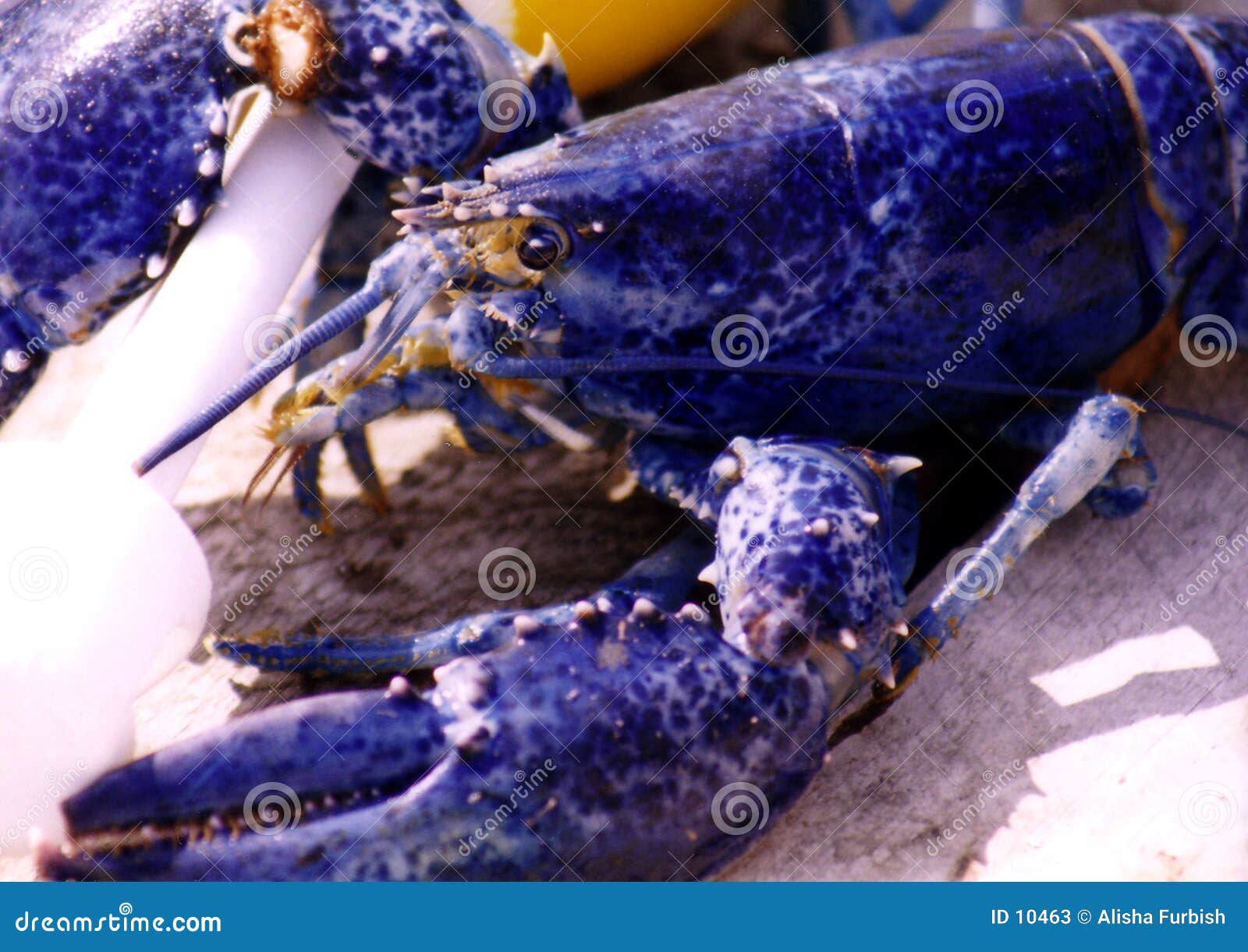 голубой омар стоковое изображение. изображение насчитывающей мейн - 10463