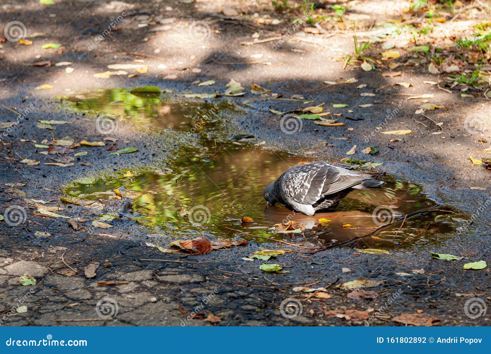 Голубь пьет воду