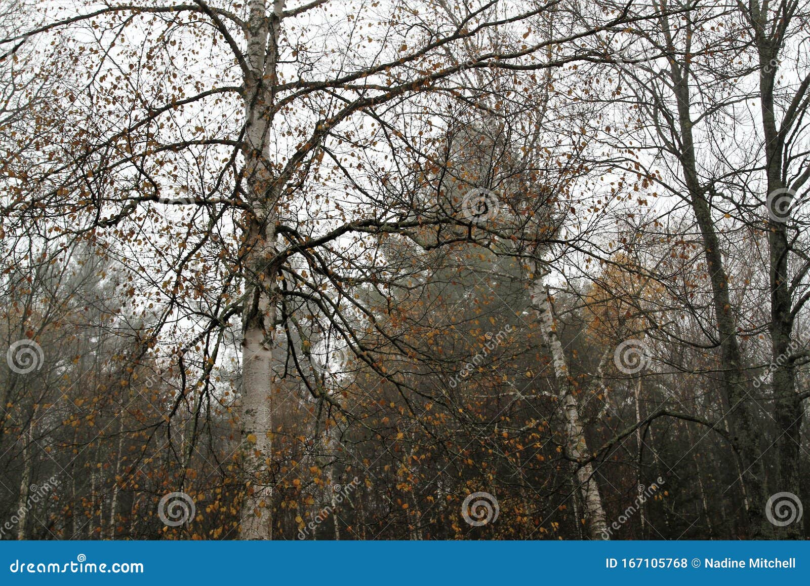 Фото Ню Высоких Фото Ню Высоких