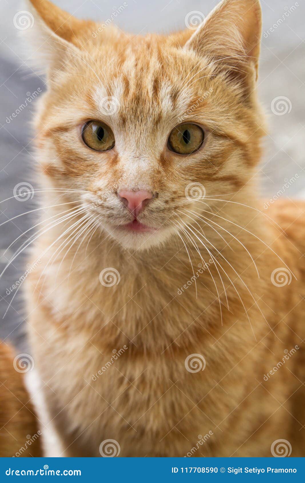 Афганская кошка