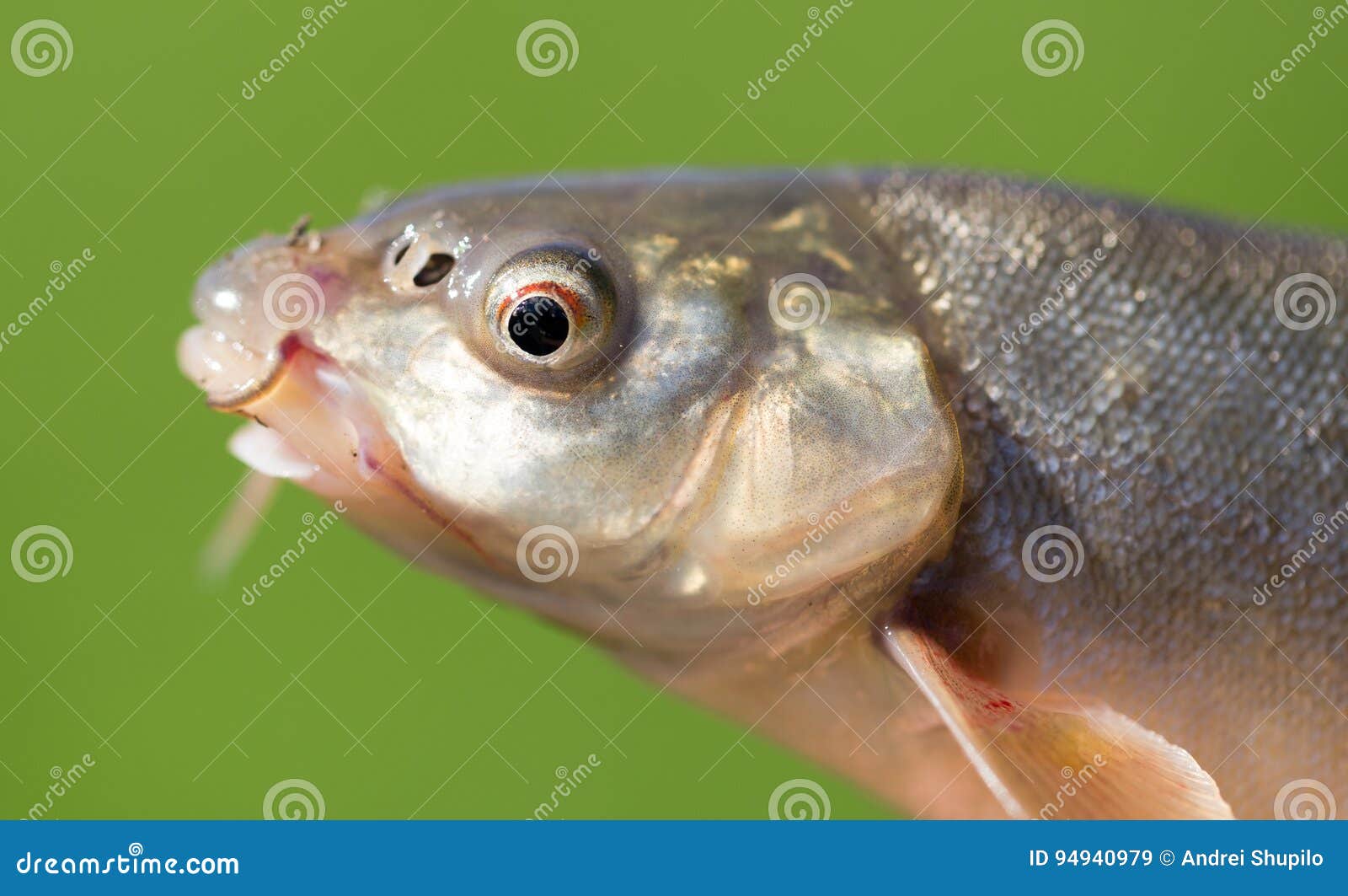 Морская рыба с усами