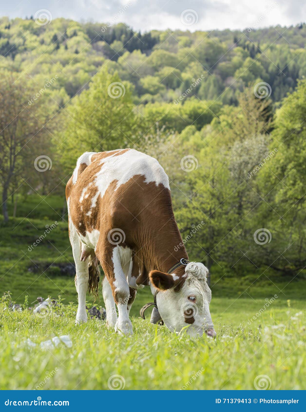 Голодная корова. Корова ест траву. Айширские коровы. Горова есть тровк.