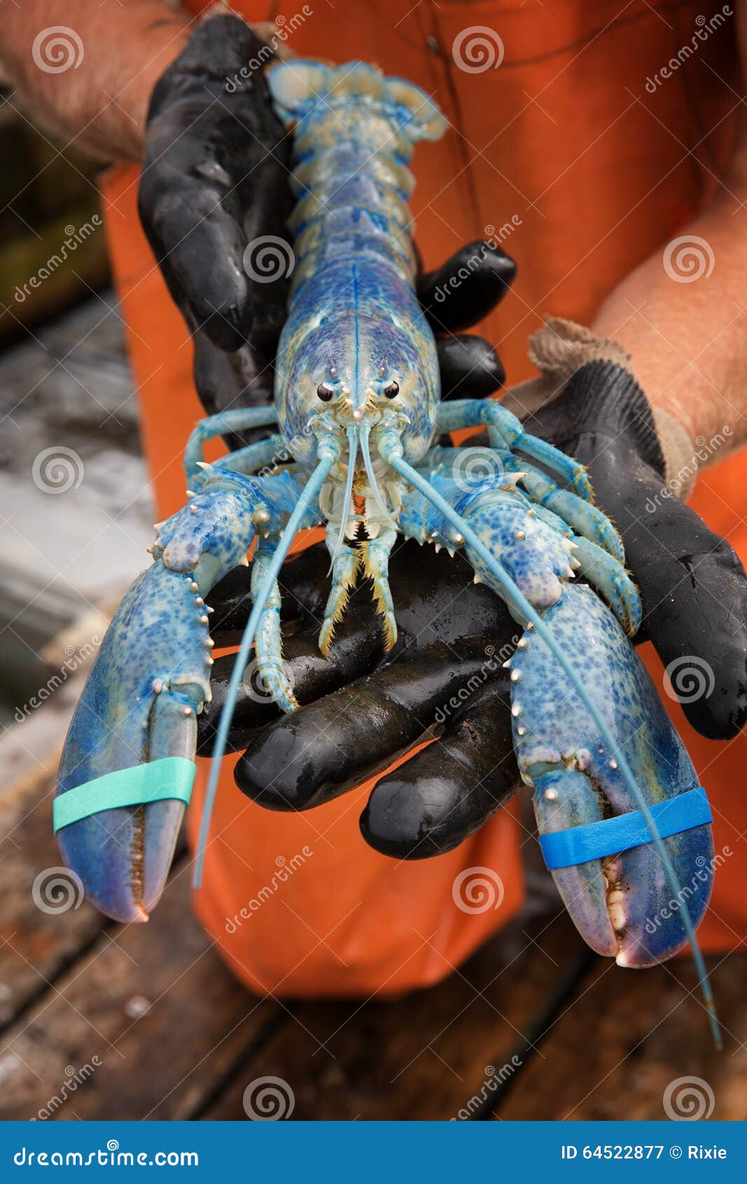 голубой омар стоковое изображение. изображение насчитывающей когти -  64522877