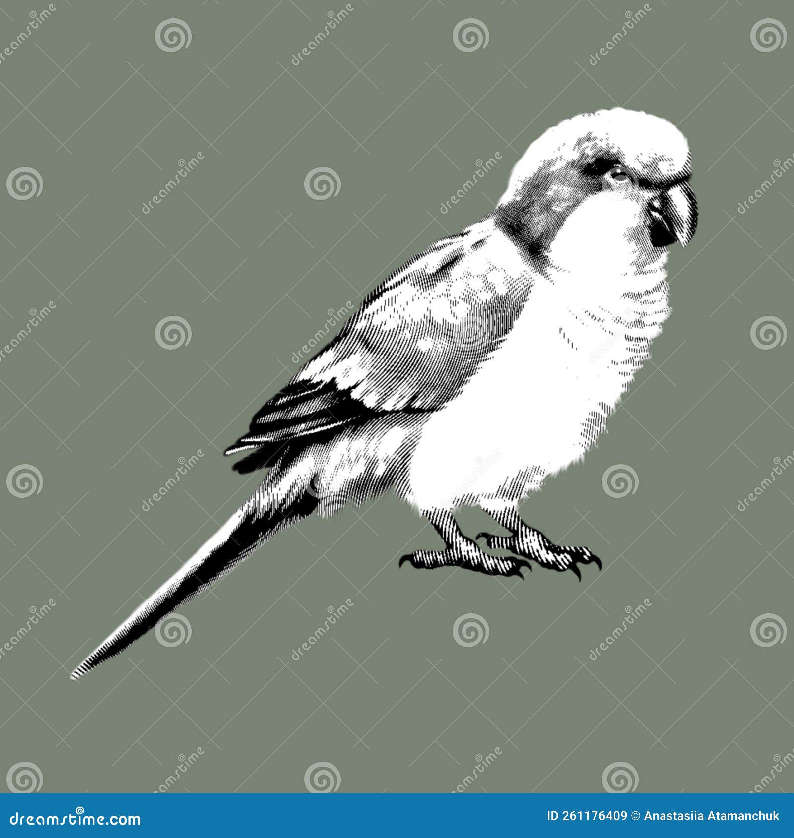 графический попугай. зелёная птица с красной головой. графическая  иллюстрация птицы. реалистичный попугай Иллюстрация штока - иллюстрации  насчитывающей экзотическо, конструкция: 261176409