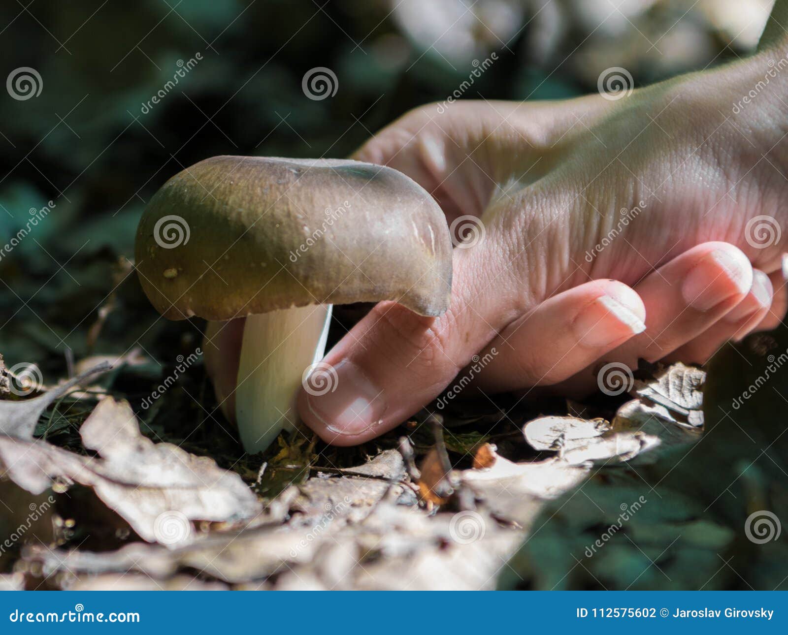 Picking mushrooms. Выбираем грибы. Грибы на углях. Грибы в сточных Водах. Picking up Mushrooms.