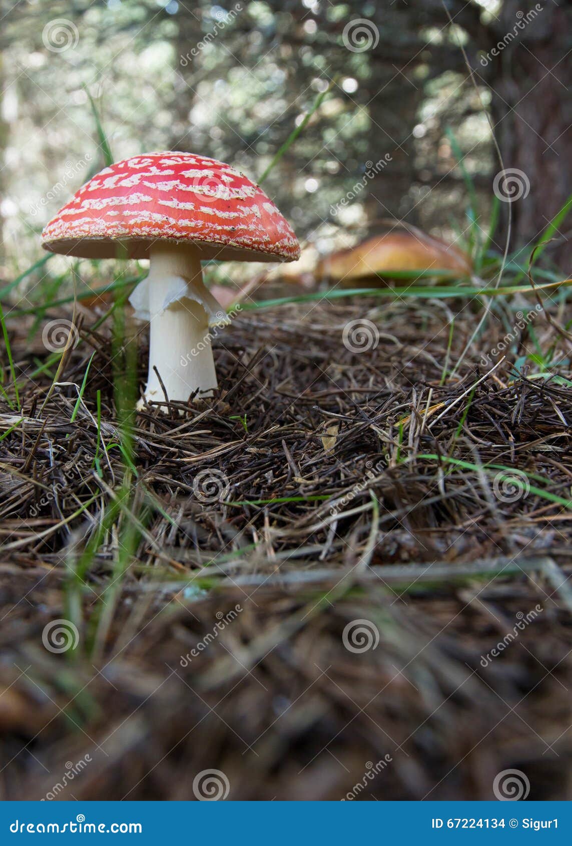 Грибы пластинчатого гриба и подосиновика мухы в сосне Стоковое Фото -  изображение насчитывающей пуща, крышка: 67224134