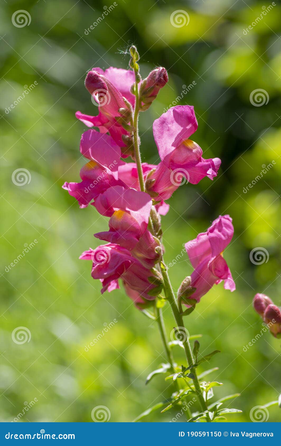 Antirrhinum Snaptastic Pink