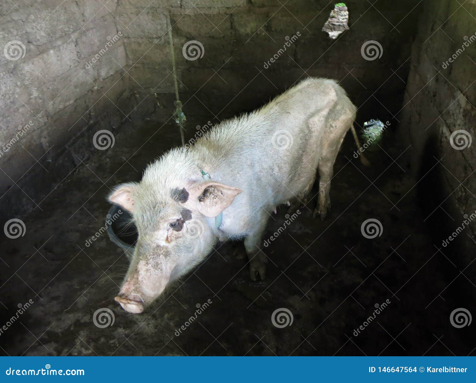 Грустный кабанчик