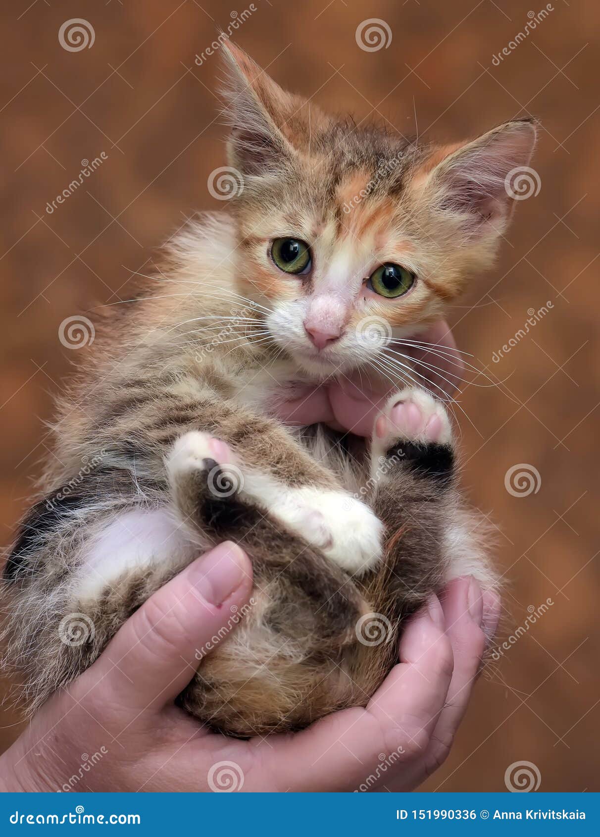 Жалкий котенок