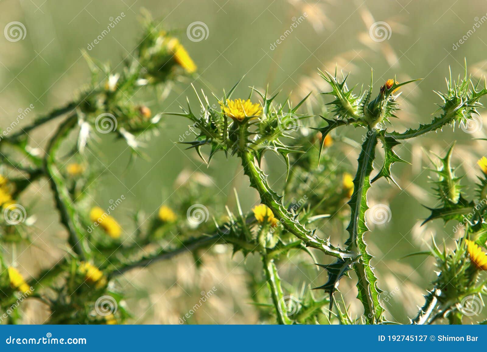 Грязные растения и цветы в лесной поляне Стоковое Изображение - изображение  насчитывающей флора, утро: 192745127