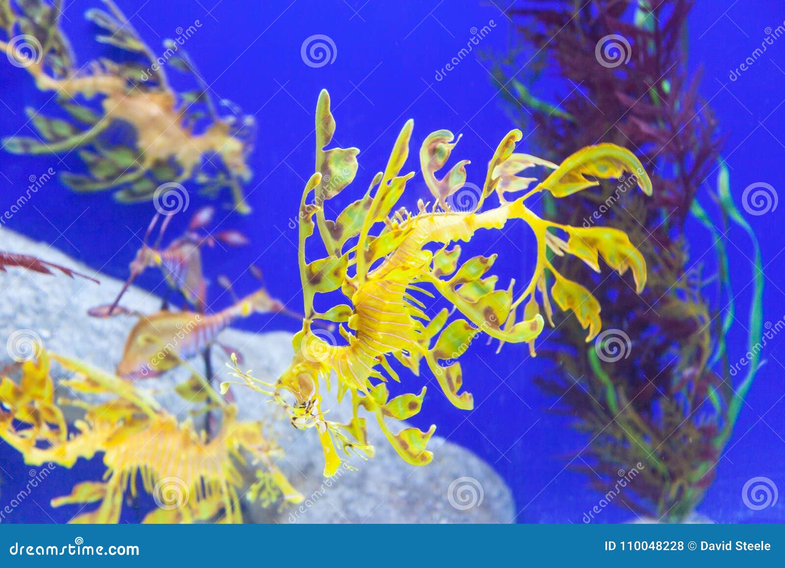 Драконы Моря Фото Драконы Моря Фото