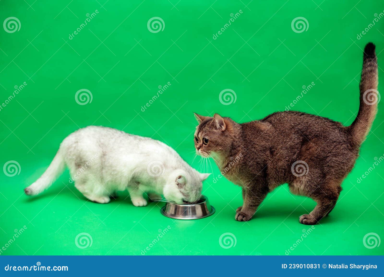 Кот на зеленом фоне