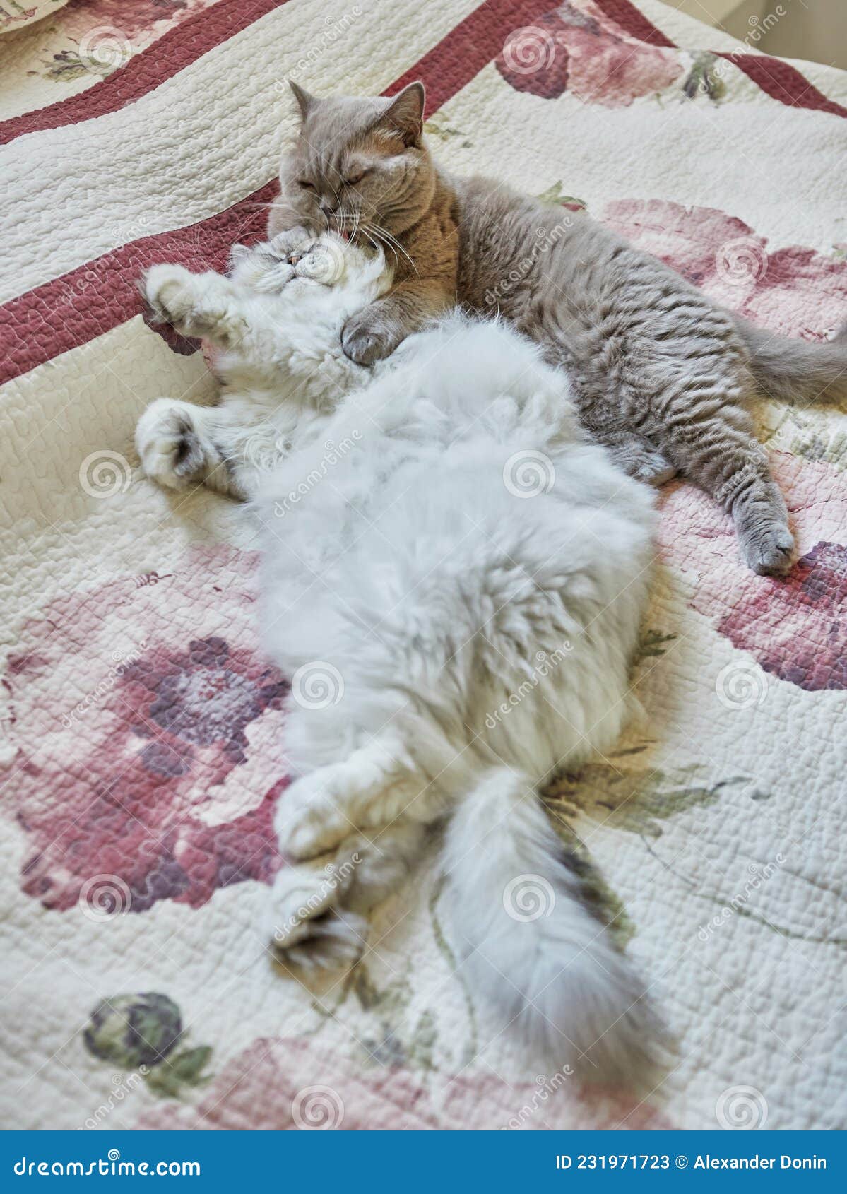 две британские кошки, длинные волосы и короткие волосатые, оближут друг  друга на кровати Стоковое Изображение - изображение насчитывающей  чистоплемено, затишье: 231971723