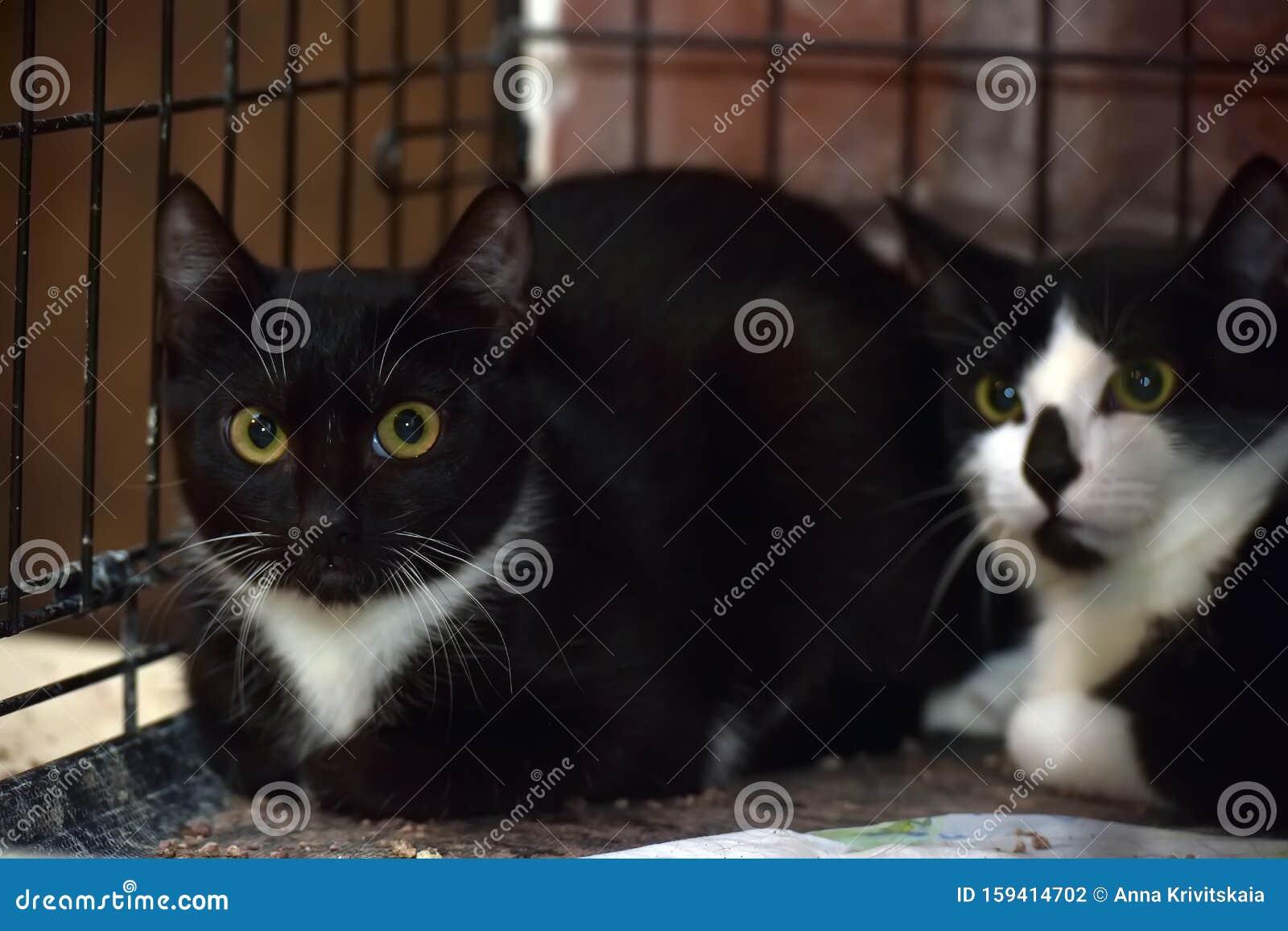 Фото Черных Белых Кошек Фото Черных Белых Кошек