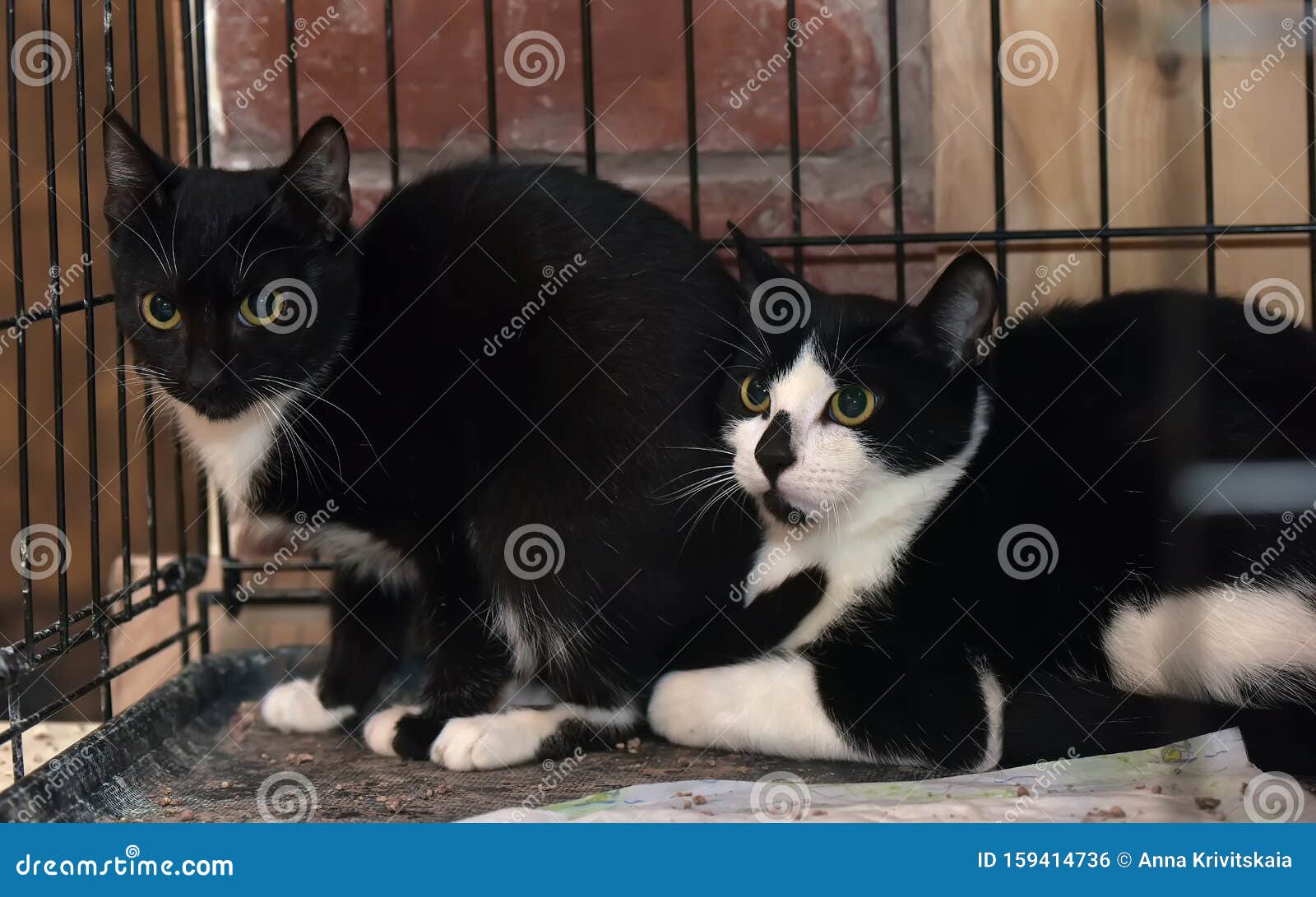 Фото Черных Белых Кошек Фото Черных Белых Кошек