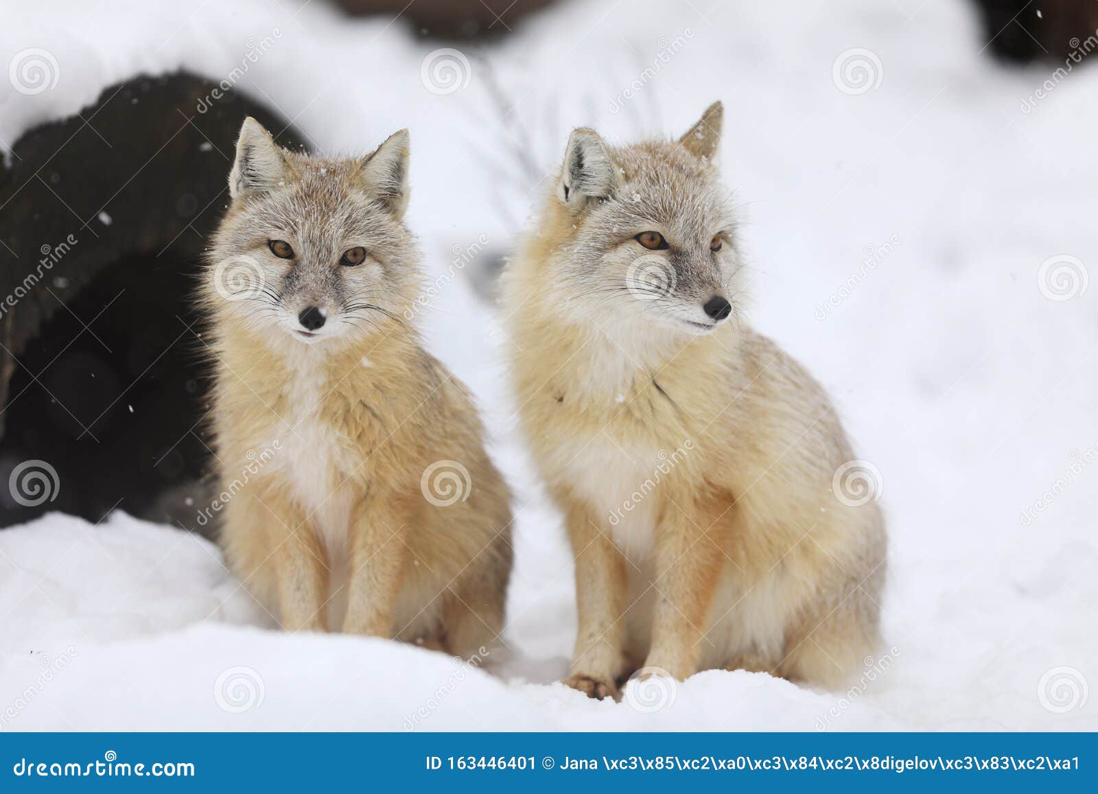 Корсар животное