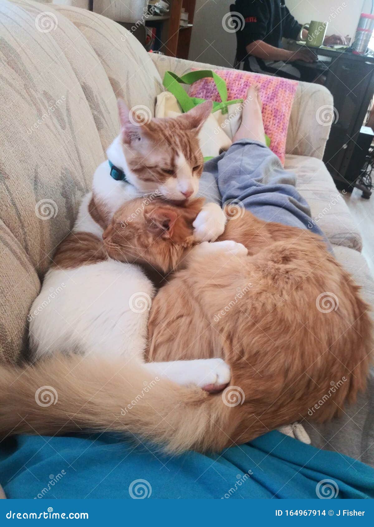 Кошки Обнимаются Фото Кошки Обнимаются Фото