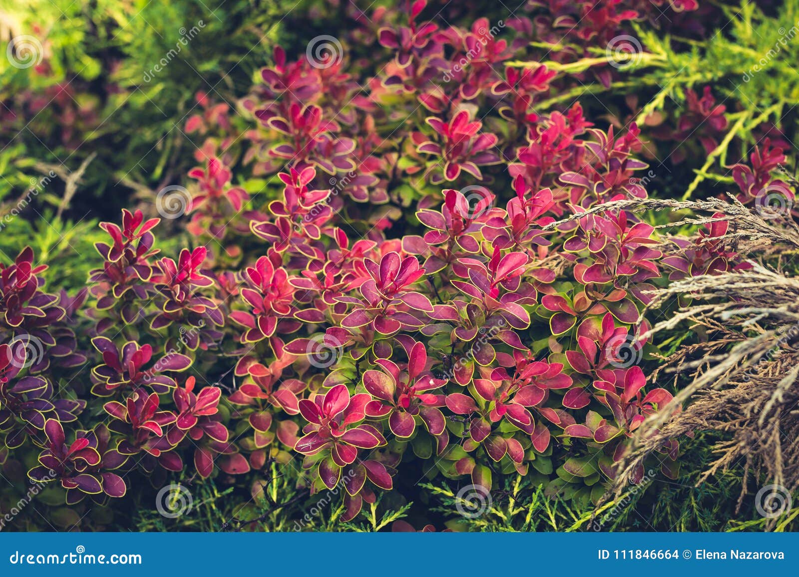 Декоративный куст с розовыми красными листьями Кольцо разнообразия Barbaris Tunberga золотое Стоковое Фото - изображение насчитывающей текстура, картина: 111846664