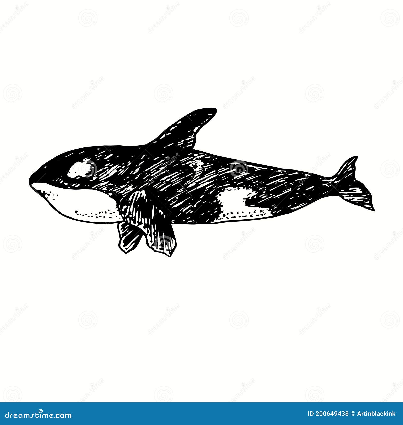Дельфин-касатка, взгляд со стороны касатки Рисунок, черно-белый чернил  Иллюстрация вектора - иллюстрации насчитывающей нарисовано, выгравировано:  200649438