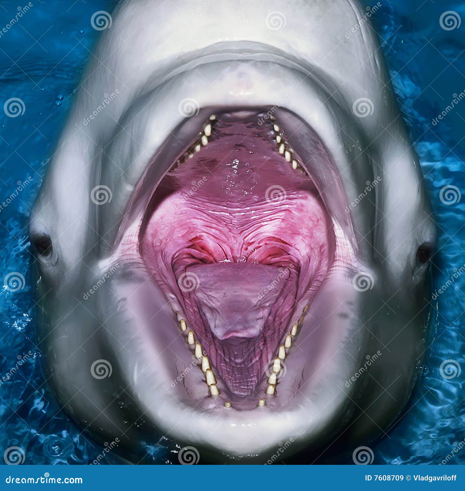 Дельфир. Дельфин зубы. Пасть дельфина. Дельфины с открытым ртом. Дельфин открыл рот.