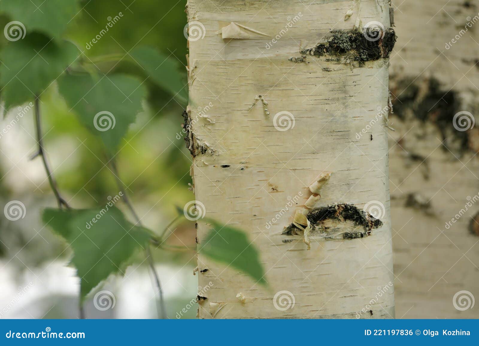 Фото Крупным Планом Высокого Качества