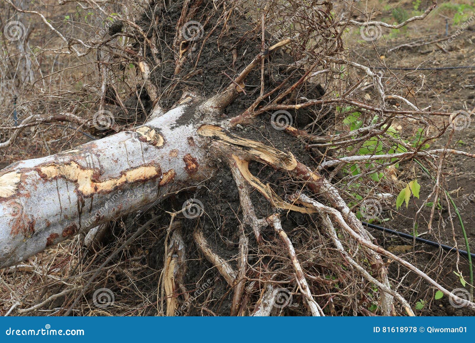 Павшее дерево на. Пало Санто дерево. Bursera graveolens дерево. Пало Санто цветы. Пало Санто дерево молодое.