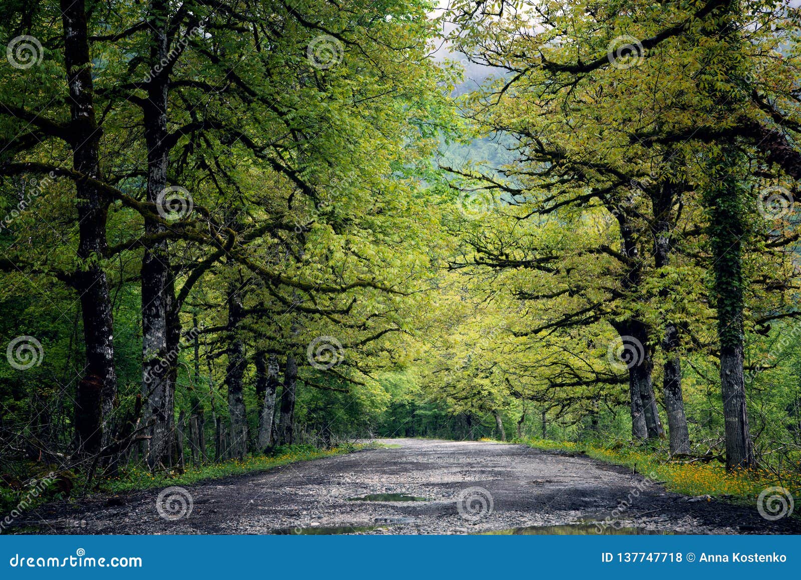 Деревья вдоль дороги к горам абхазии Стоковое Фото - изображение  насчитывающей ландшафт, туризм: 137747718