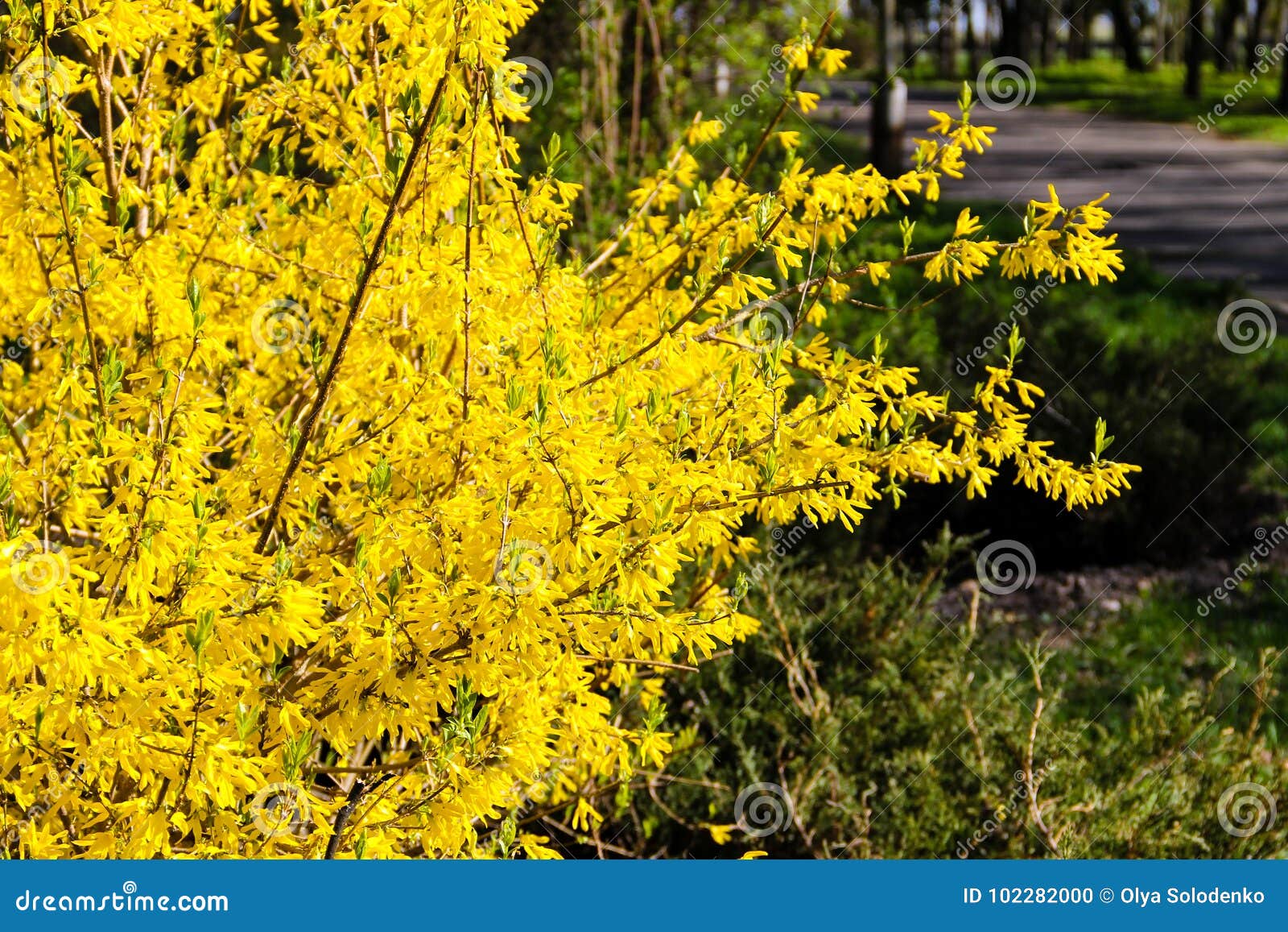 Куст желтыми цветами без листьев. Желтый куст форзиция. Буш кустарник желтый. Кустарник с жёлтыми цветами ранней весной без листьев. Куст с желтыми цветами весной без листьев.