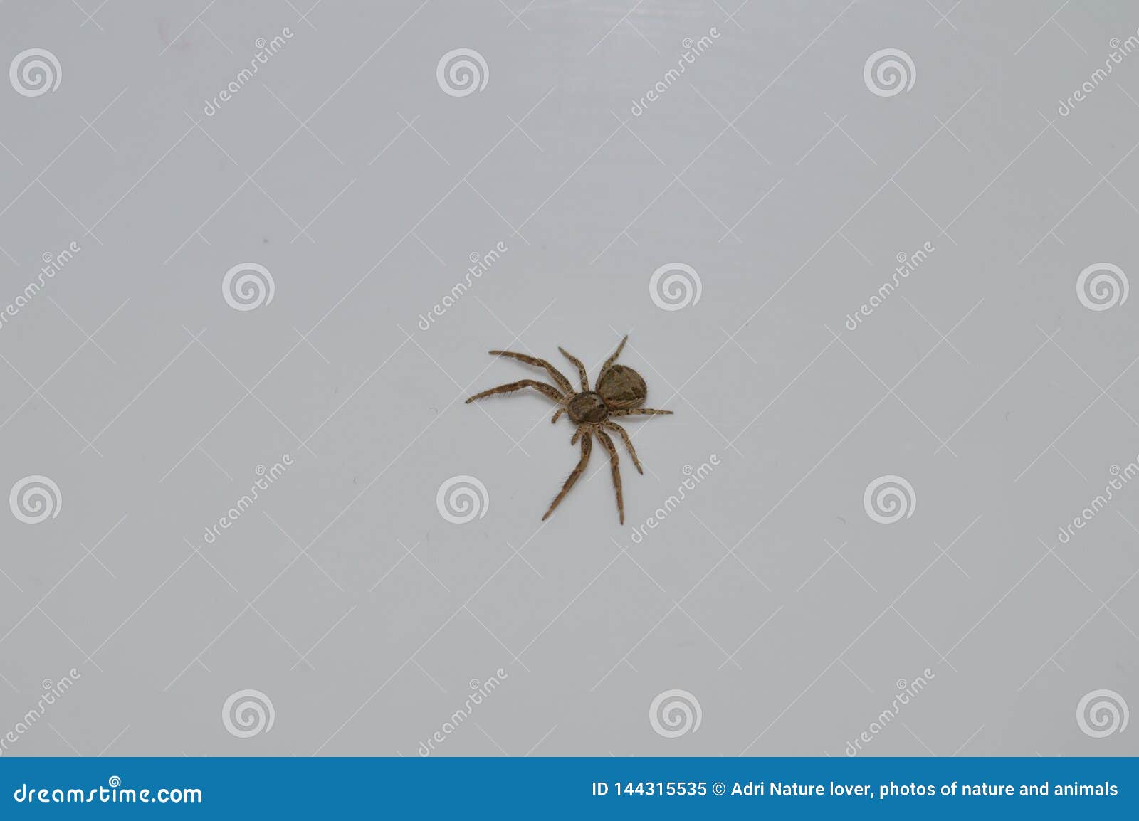 Увидеть паука на полу примета. Паук коричневый с белым примета. Паук на потолке примета. Маленький коричневый паук в ванной. Коричневый паук на детских вещах.
