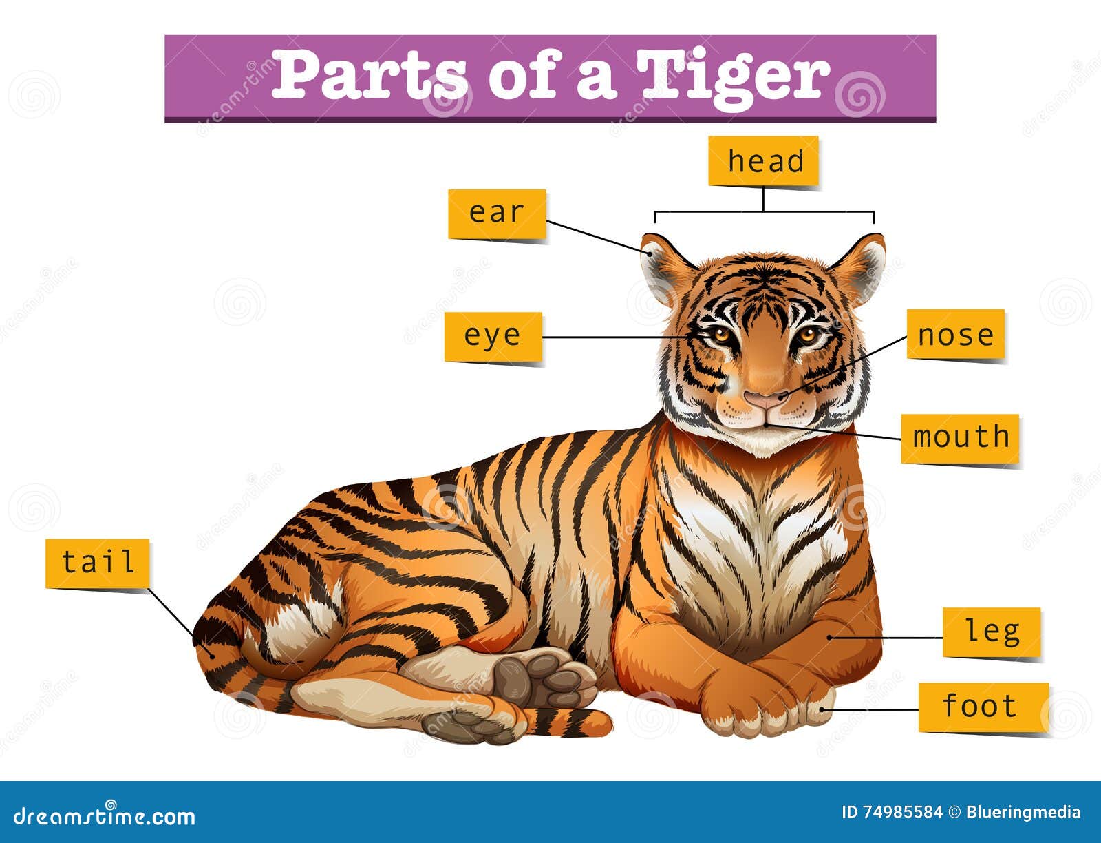 Какие особенности внешнего строения тигра. Части тела тигра. Части тела тигра на английском. Части тела тигра для детей. Тигр Размеры.