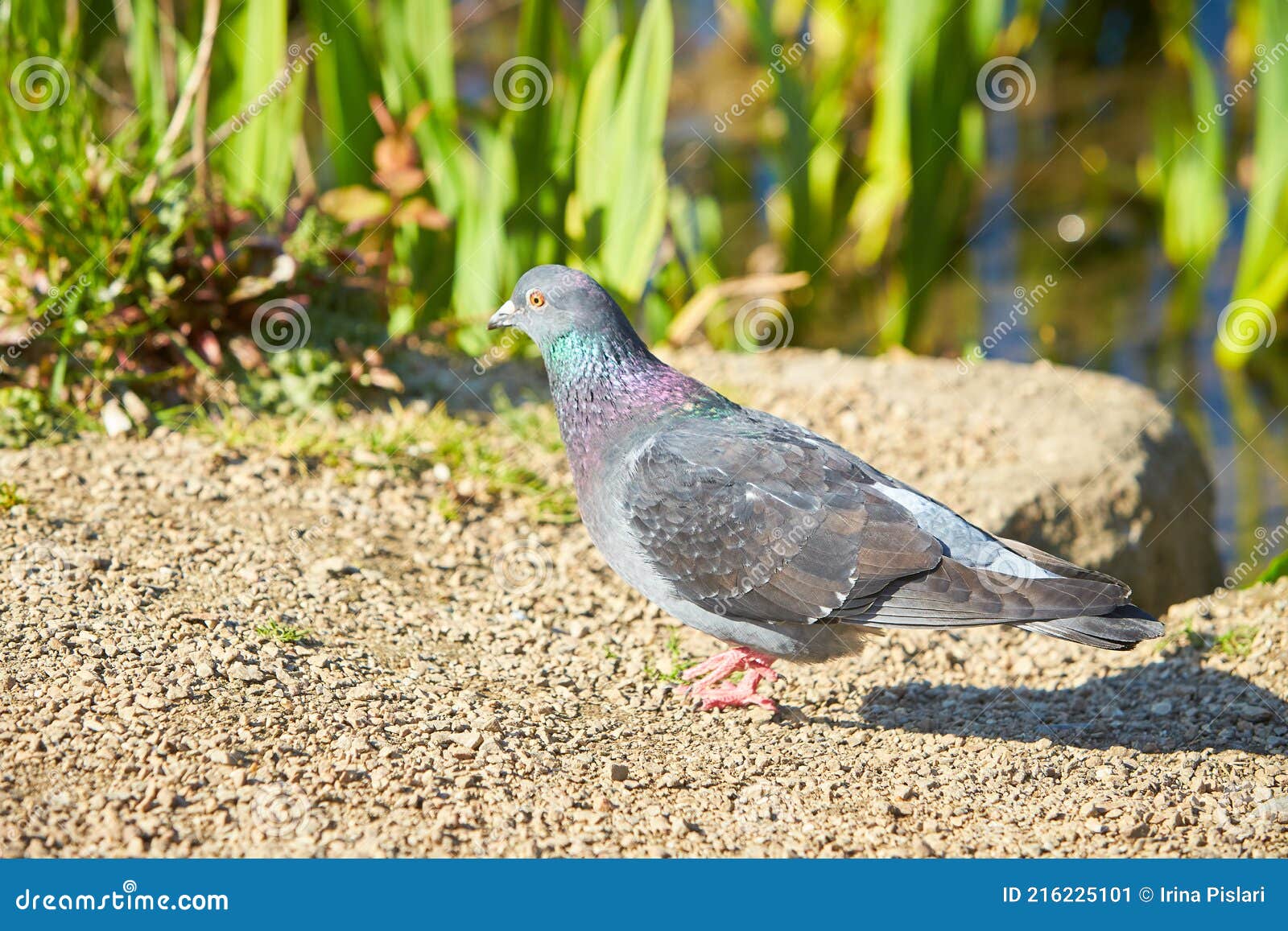 дикие голуби. серый голубь сидит на ветке лесной весны. птица на улице.  Стоковое Изображение - изображение насчитывающей пуща, ангстрома: 216225101