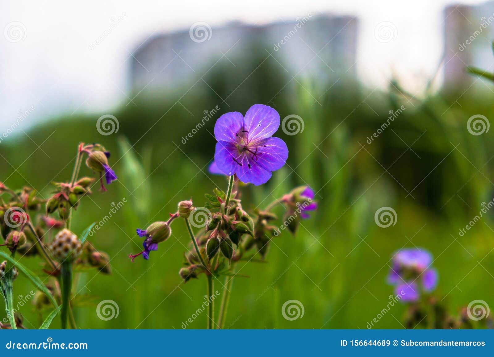 Фото Цветов Вечером