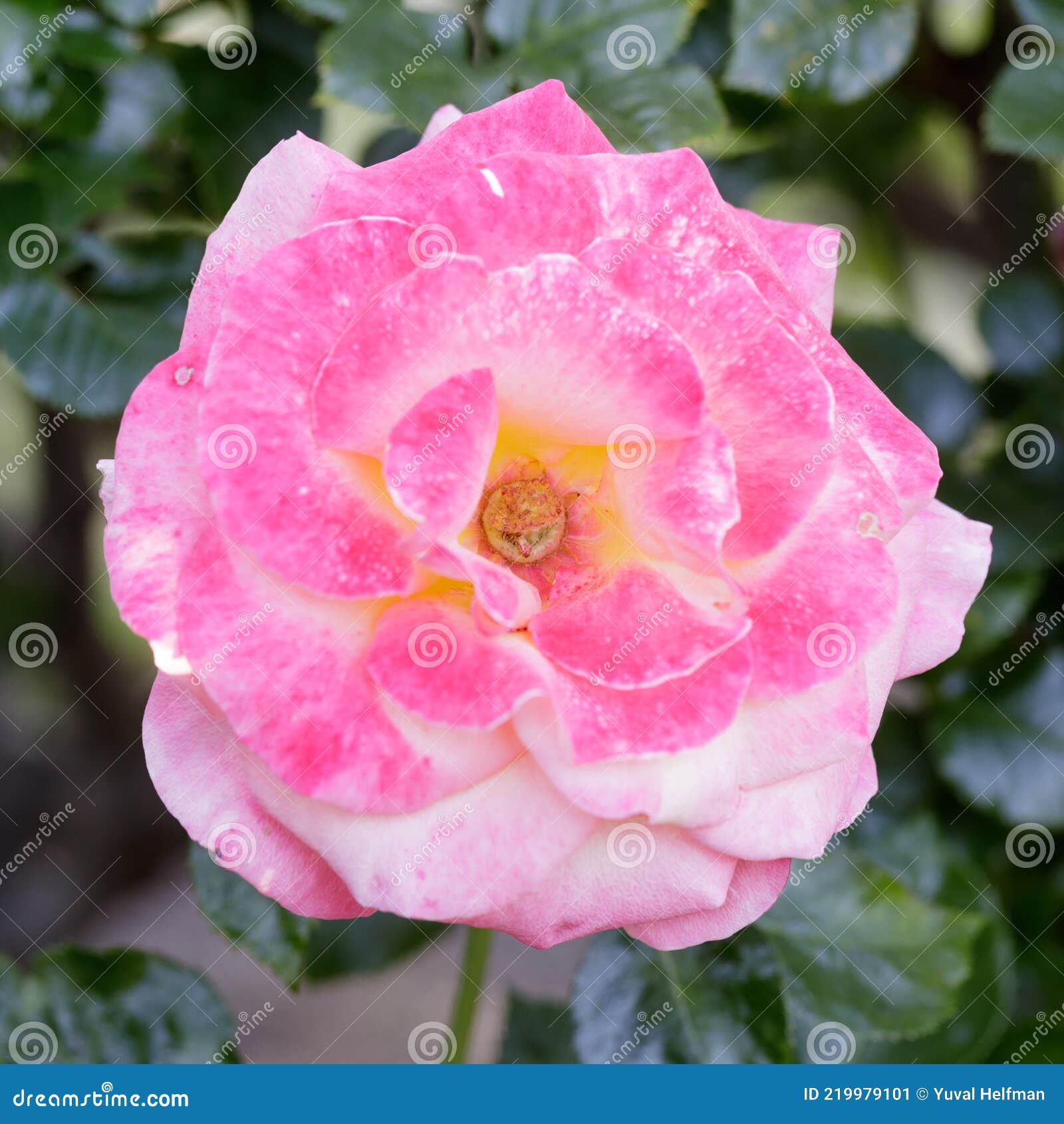 дик кларк чай роза цветок в цвету Стоковое Изображение - изображение  насчитывающей макрос, цветок: 219979101