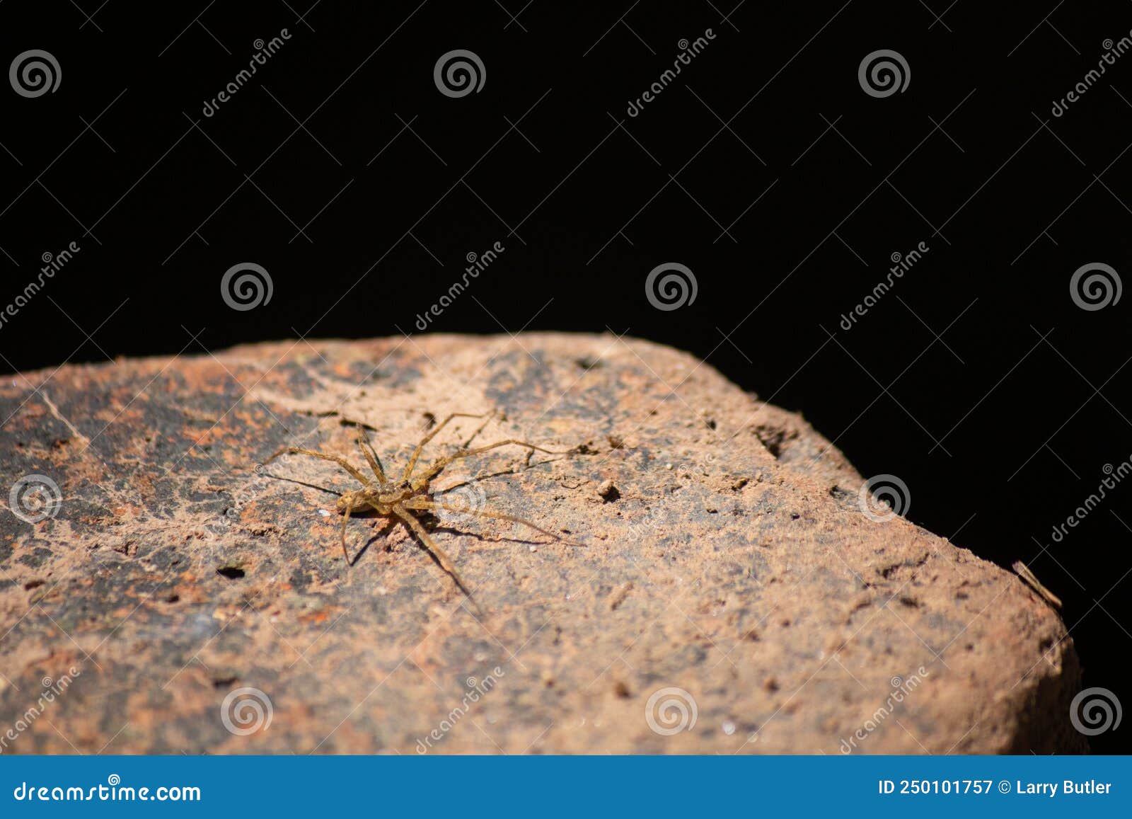 длинноногий паук, скальный стоковое изображение. изображение насчитывающей  хэллоуин - 250101757