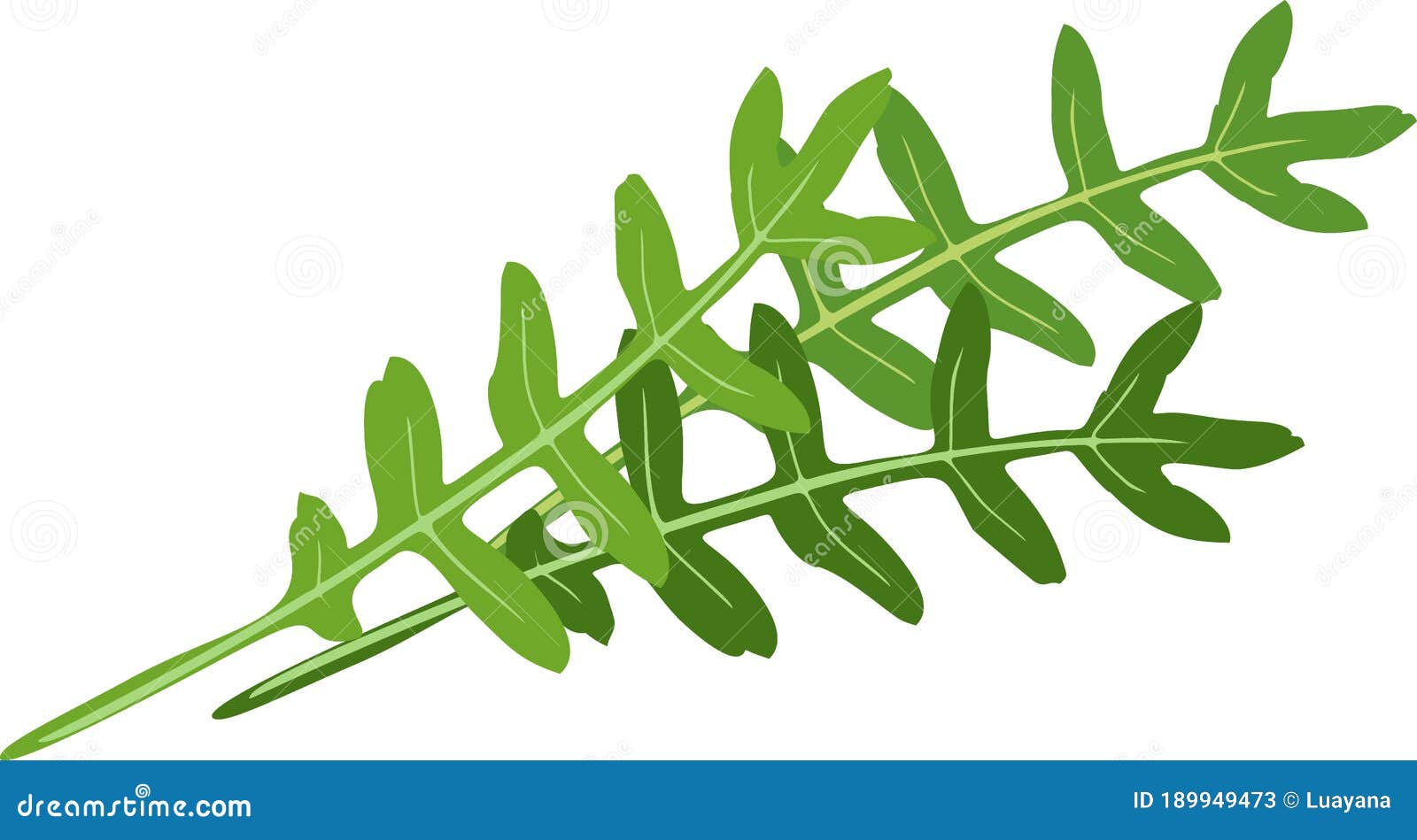 Eruca Sativa Stock Illustrations 48 Eruca Sativa Stock Illustrations Vectors Clipart Dreamstime