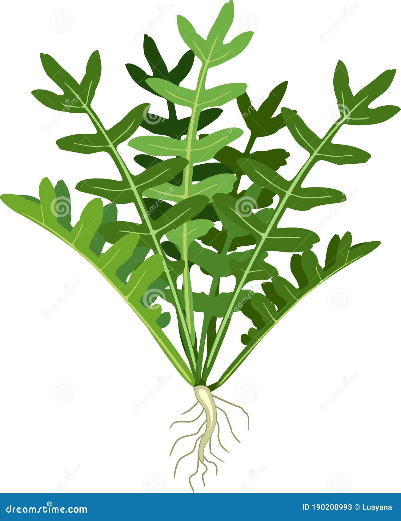 Eruca Sativa Stock Illustrations 48 Eruca Sativa Stock Illustrations Vectors Clipart Dreamstime Eruca Sativa Stock Illustrations 48 Eruca Sativa Stock Illustrations Vectors Clipart Dreamstime