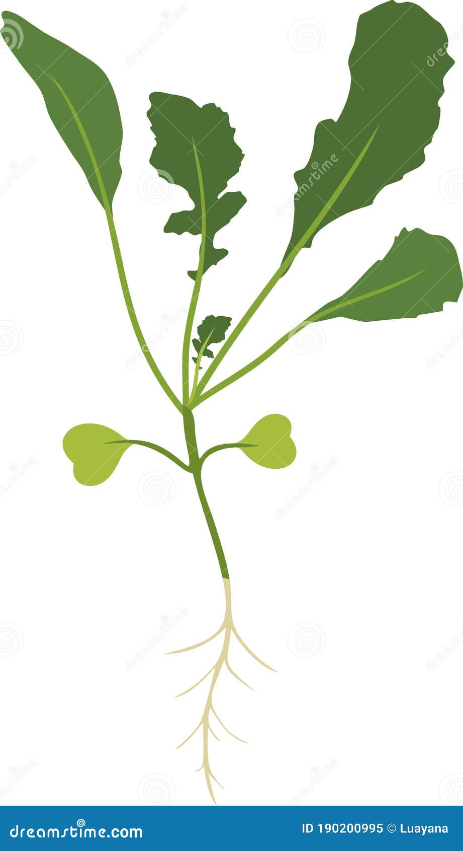 Eruca Sativa Stock Illustrations 48 Eruca Sativa Stock Illustrations Vectors Clipart Dreamstime