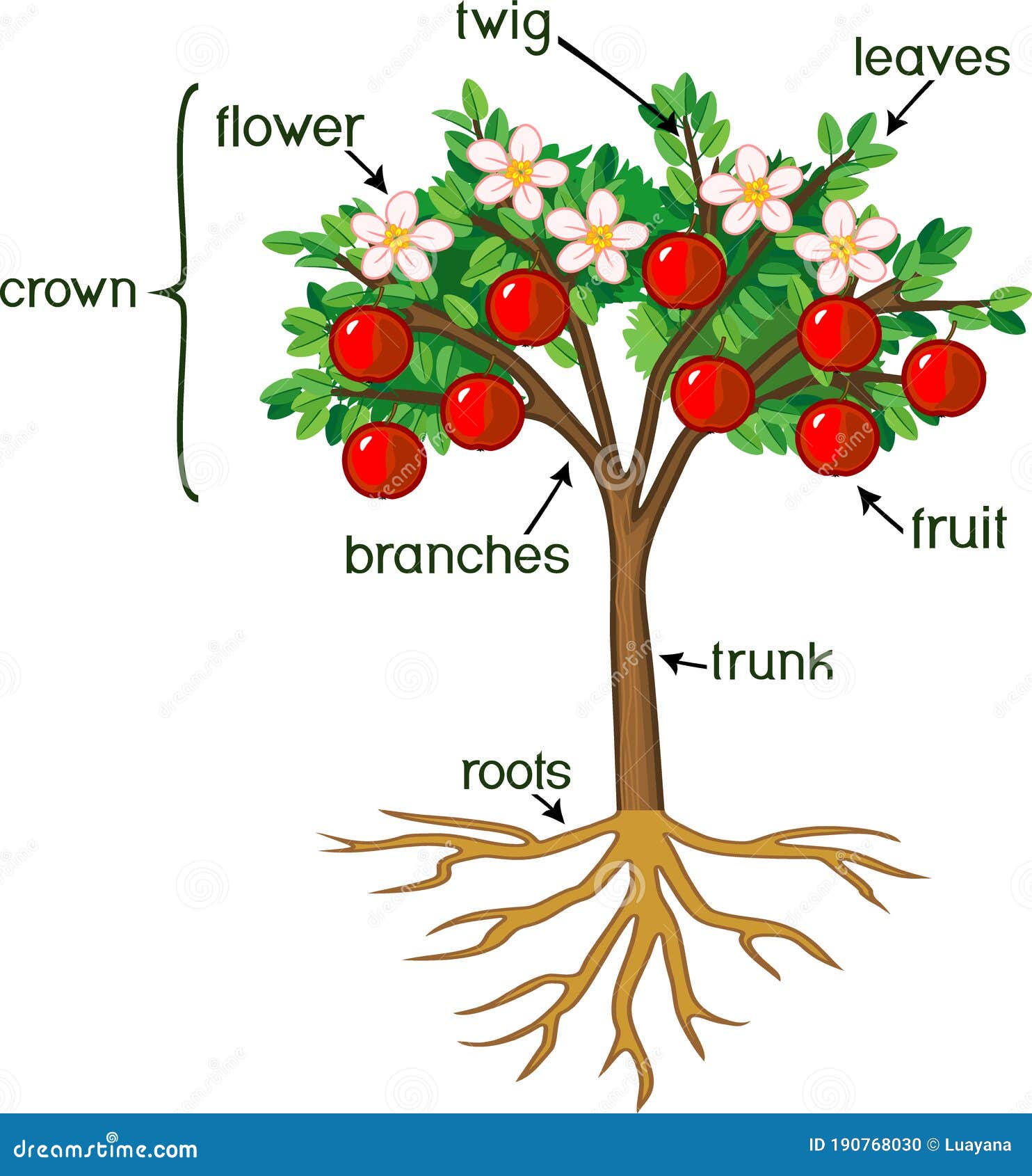 Parts of an apple diagram