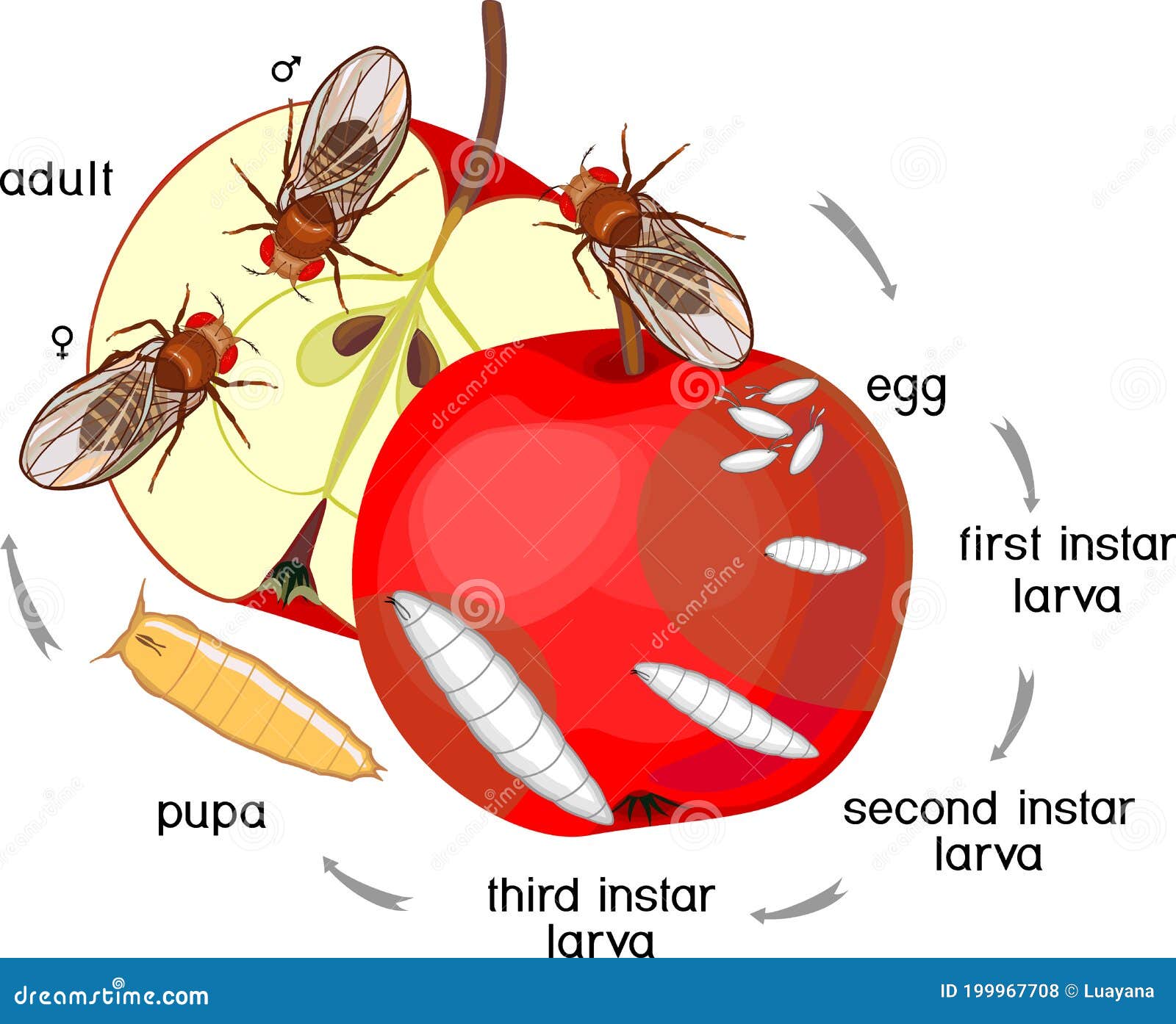 life cycle of a fruit fly