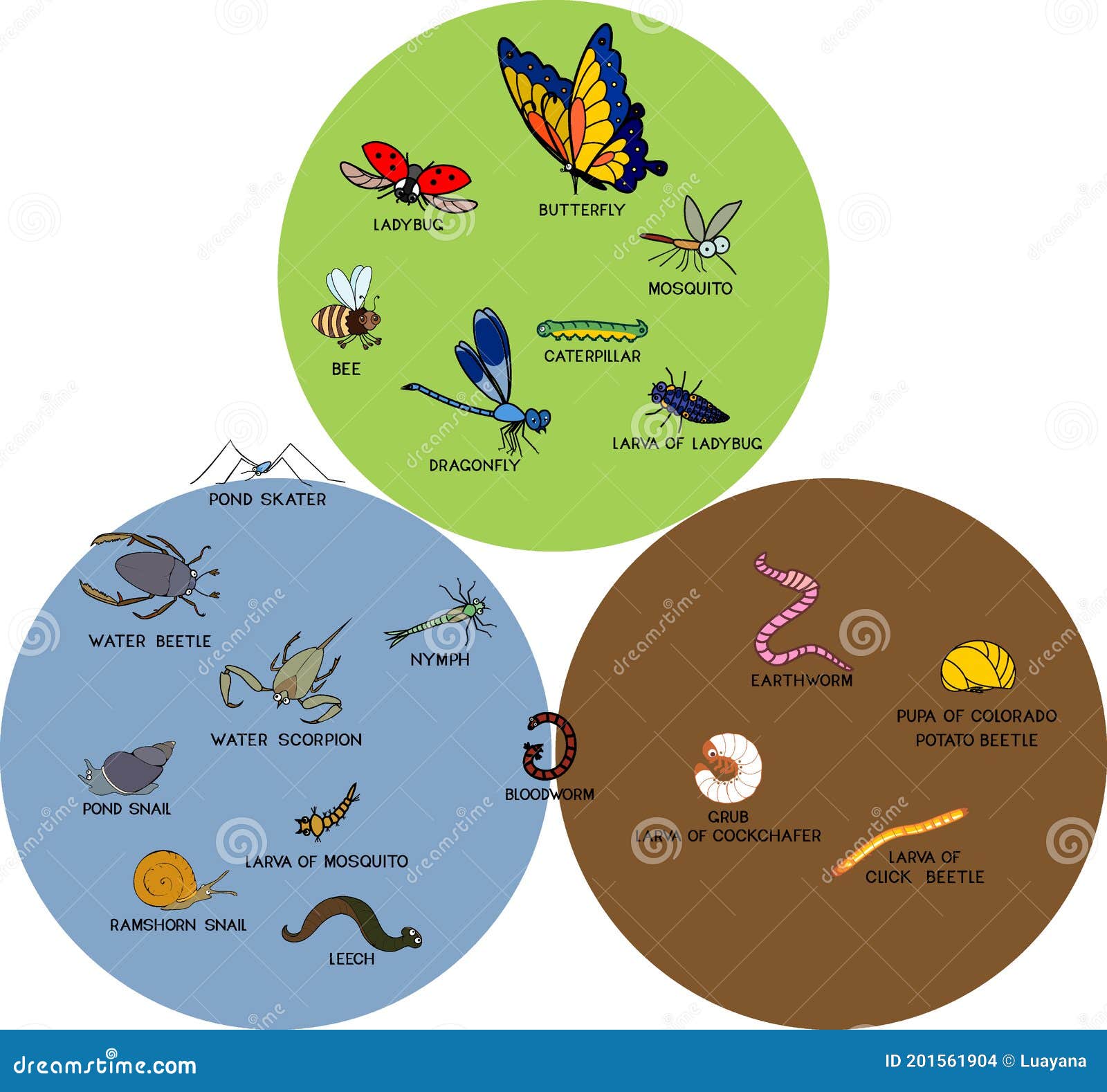 Infographics with Insects and Other Invertebrates Animals Living in Soil,  Water and Land. Educational Material Stock Vector - Illustration of  infographics, skater: 201561904